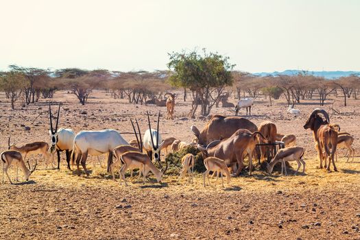 Group of antelopes and mountain sheep in a safari park on the island of Sir Bani Yas, United Arab Emirates.