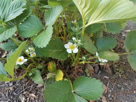 strawberry plant with white flowers and green leaves and dirt