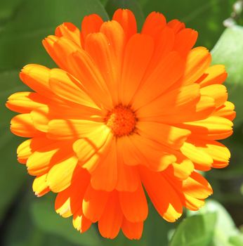 Marigold - Calendula Officinalis