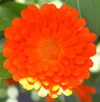 Marigold - Calendula Officinalis