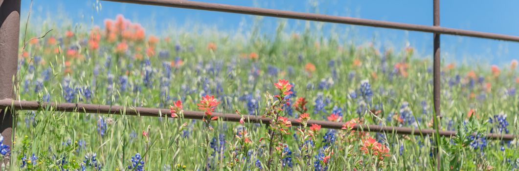 Panorama view rustic metal fence with Indian Paintbrush DescriptionCastilleja foliolosa and Bluebonnet blooming. Wildflower meadow blossom in springtime at farm in Bristol, Texas, USA