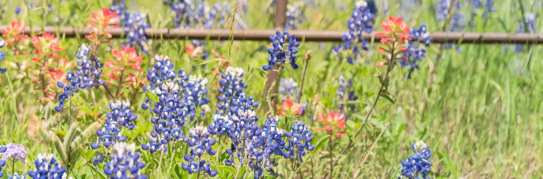 Panorama view rustic metal fence with Indian Paintbrush DescriptionCastilleja foliolosa and Bluebonnet blooming. Wildflower meadow blossom in springtime at farm in Bristol, Texas, USA