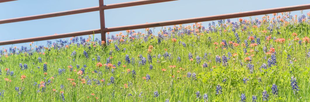 Panorama view rustic metal fence with Indian Paintbrush DescriptionCastilleja foliolosa and Bluebonnet blooming. Wildflower meadow blossom in springtime at farm in Bristol, Texas, USA