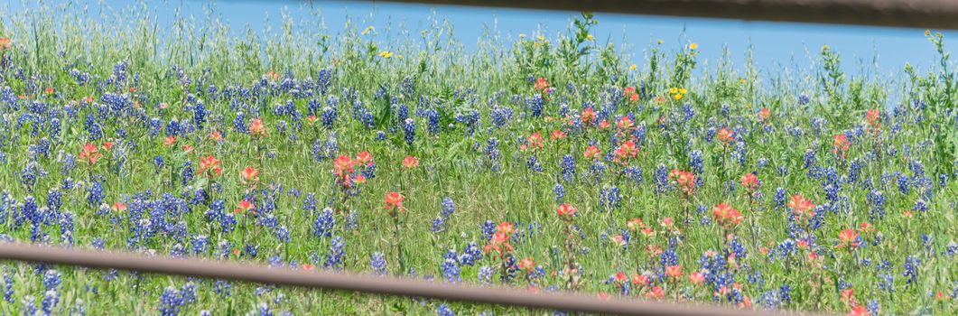 Panorama view rustic metal fence with Indian Paintbrush DescriptionCastilleja foliolosa and Bluebonnet blooming. Wildflower meadow blossom in springtime at farm in Bristol, Texas, USA