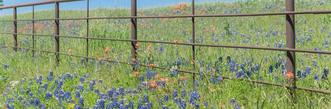 Panorama view rustic metal fence with Indian Paintbrush DescriptionCastilleja foliolosa and Bluebonnet blooming. Wildflower meadow blossom in springtime at farm in Bristol, Texas, USA