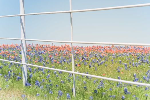 Large fields of Paintbrush DescriptionCastilleja foliolosa and Bluebonnet blooming near white metal fence of farm in Bristol, Texas, USA. Beautiful wildflower meadow blossom in springtime