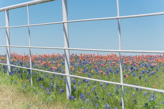 Large fields of Paintbrush DescriptionCastilleja foliolosa and Bluebonnet blooming near white metal fence of farm in Bristol, Texas, USA. Beautiful wildflower meadow blossom in springtime