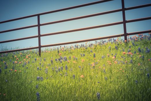 Vintage tone rustic metal fence with Indian Paintbrush DescriptionCastilleja foliolosa and Bluebonnet blooming. Wildflower meadow blossom in springtime at farm in Bristol, Texas, USA