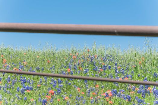 Rustic metal fence with Indian Paintbrush DescriptionCastilleja foliolosa and Bluebonnet blooming. Wildflower meadow blossom in springtime at farm in Bristol, Texas, USA