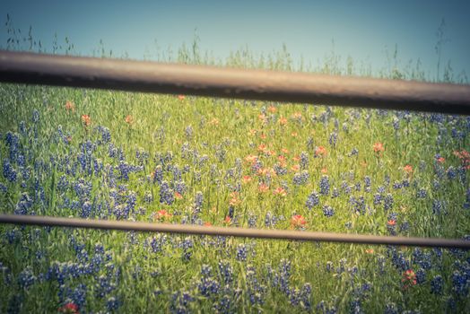 Vintage tone rustic metal fence with Indian Paintbrush DescriptionCastilleja foliolosa and Bluebonnet blooming. Wildflower meadow blossom in springtime at farm in Bristol, Texas, USA