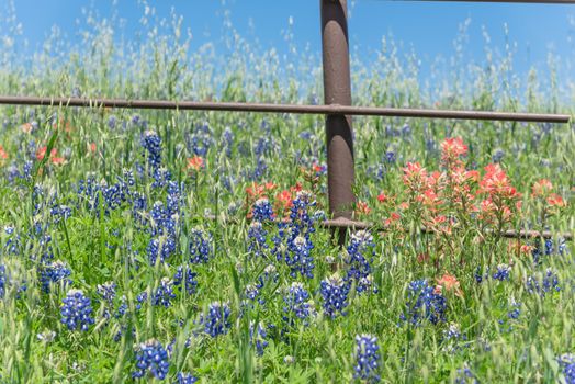 Rustic metal fence with Indian Paintbrush DescriptionCastilleja foliolosa and Bluebonnet blooming. Wildflower meadow blossom in springtime at farm in Bristol, Texas, USA