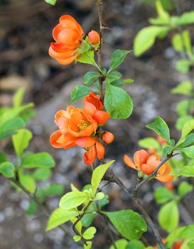 flowering Japanese plum branch in Spring in the garden