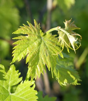 young shoots and leaves of vine in spring