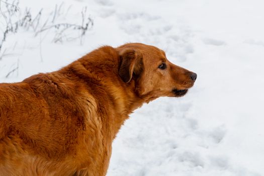 Beautiful red dog on the background of snow guards its territory.