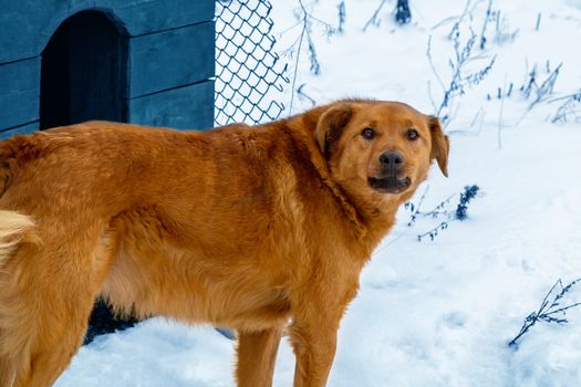 Beautiful red dog on the background of snow guards its territory, standing near his house.