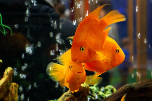 Goldfish swim in a large aquarium with green plants and air bubbles.