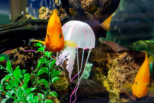 Goldfish swim in a large aquarium with green plants and air bubbles.