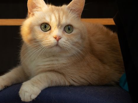 Portrait of a beautiful cream tabby cat with green eyes sitting on a chair in the sunlight.