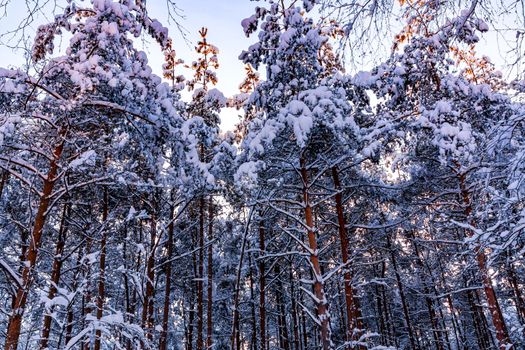 Snow-covered tree branches in the winter forest in the sunset light.