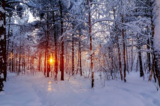 Beautiful sunset in the winter snowy forest. Sun's rays make their way through the trees.