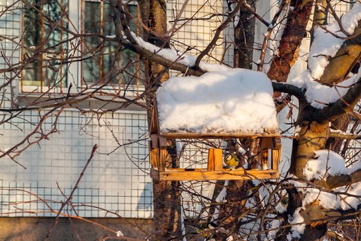 Feeder for birds in the winter city, titmouse eats food.