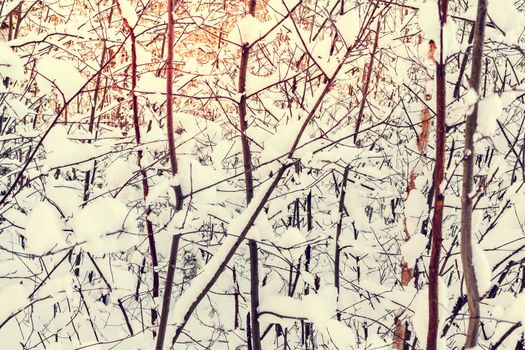 Beautiful winter landscape. Snow-covered branches of bushes in the light of sunset, can be used as a background or texture.