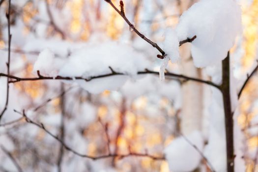 Frozen drop on a snowy branch of a bush on a snowy background in the sunset light.