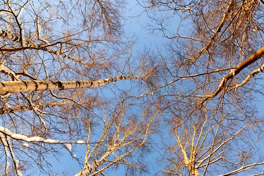 tops of tall birch trees in winter against a blue sky in the sunset light. Bottom view.