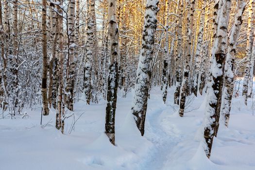 Winter snowy birch grove and footpath in the sunset light.