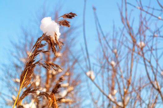 Spikelet of grass with a lump of snow and branches of bushes against the blue sky.