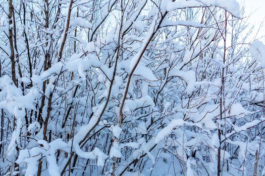 Beautiful winter landscape. Snow-covered branches of bushes in the light of sunset, can be used as a background or texture.