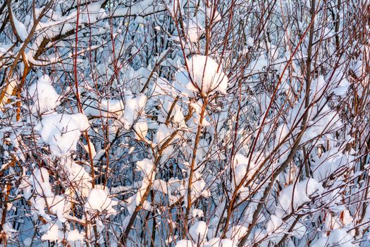 Beautiful winter landscape. Snow-covered branches of bushes in the light of sunset, can be used as a background or texture.