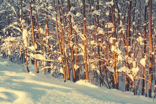 Beautiful winter landscape. Snow-covered branches of bushes in the light of sunset, can be used as a background or texture.