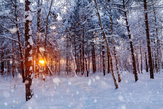 Beautiful sunset in the winter snowy forest. Sun's rays make their way through the trees.