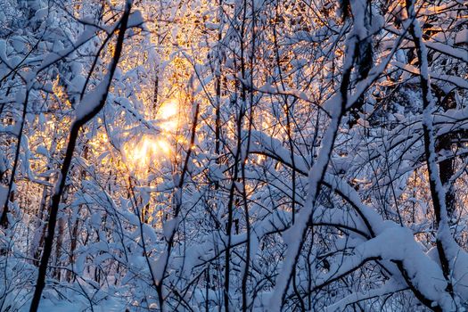 Beautiful winter landscape. Snow-covered branches of bushes in the light of sunset, can be used as a background or texture.