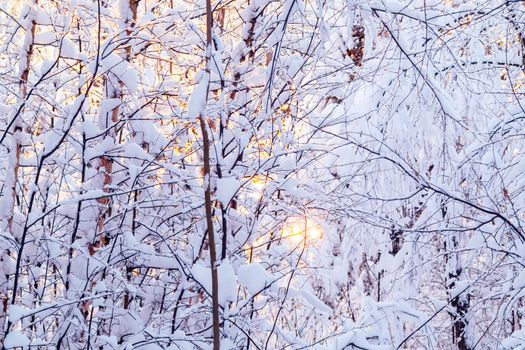 Beautiful winter landscape. Snow-covered branches of bushes in the light of sunset, can be used as a background or texture.