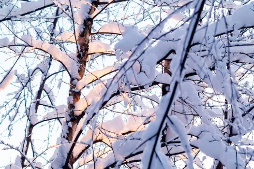 Beautiful winter landscape. Snow-covered branches of bushes in the light of sunset, can be used as a background or texture.