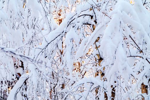 Beautiful winter landscape. Snow-covered branches of bushes in the light of sunset, can be used as a background or texture.