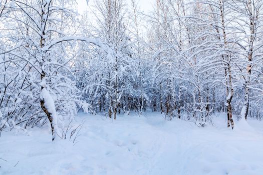 Snow-covered tree branches in the winter forest against the blue sky in the sunset light.