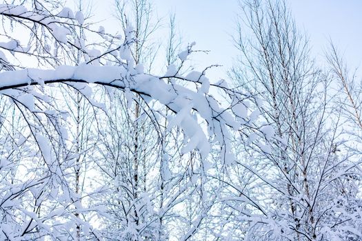 Beautiful winter landscape. Snow-covered branches of bushes in the light of sunset, can be used as a background or texture.