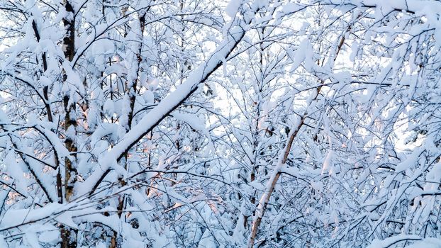 Beautiful winter landscape. Snow-covered branches of bushes in the light of sunset, can be used as a background or texture.