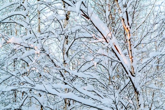 Beautiful winter landscape. Snow-covered branches of bushes in the light of sunset, can be used as a background or texture.