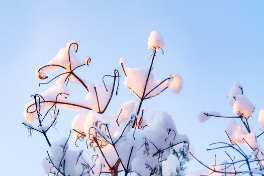 Snow-covered tree branches in the winter forest against the blue sky in the sunset light.