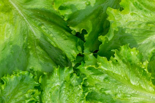 Fresh cut leaves of green lettuce texture, top view.