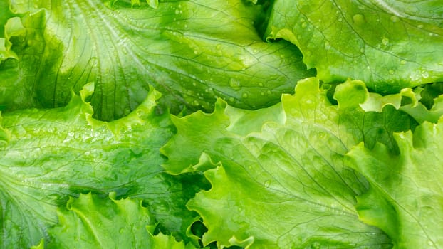 Fresh cut leaves of green lettuce texture, top view.