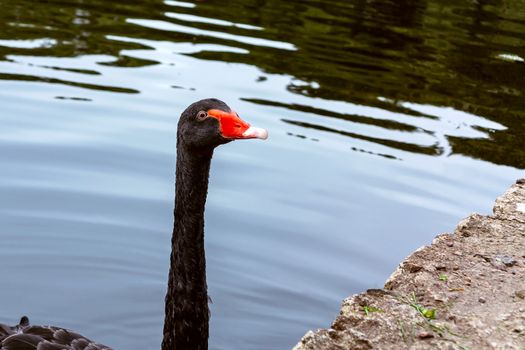 Beautiful black swan swims in a pond in a city park.