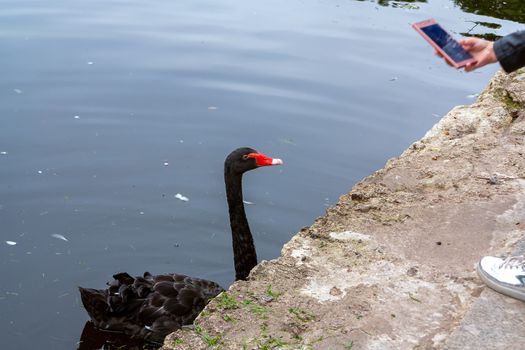 St. Petersburg, Russia - July 10, 2018: Children in a city park taking pictures of a black swan smarfon.