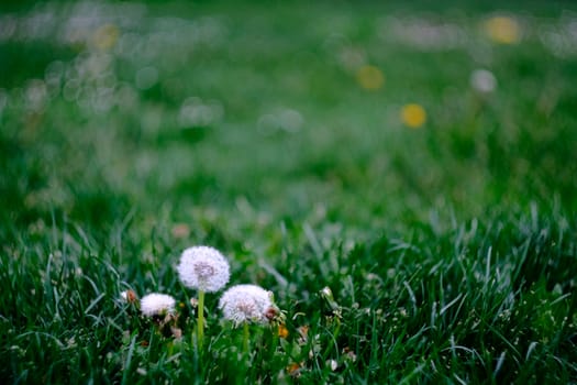 Narrow depth of field composition with three dandelions standing in front of a flowered field  in the Ciudadela of Pamplona, Spain