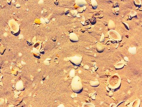 surface of the sea coast of a variety of shells, texture background.