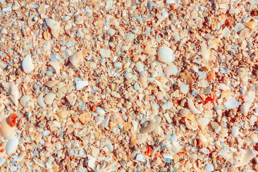 surface of the sea coast of a variety of shells, texture background.